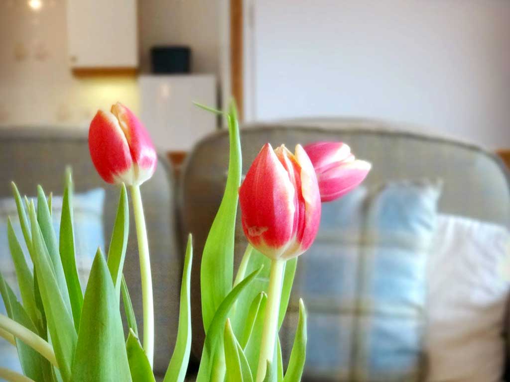 Carden-Cottages-The-Cart-Flowers